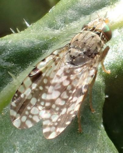 Réf. 191 692 : Tephritis conura